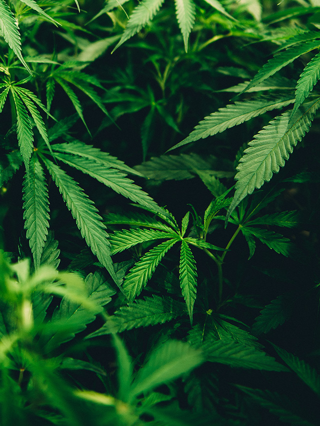 Os benefícios desafios e riscos dos tratamentos com cannabis medicinal Os benefícios desafios e riscos dos tratamentos com cannabis medicinal